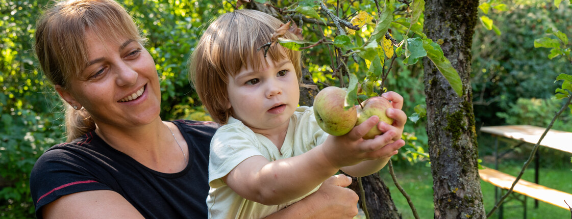 Kinderkrippe Casa dei bambini Ein Junge, der von einer Kleinkindpädagogin hochgehalten wird, pflückt einen Apfel von einem Baum.